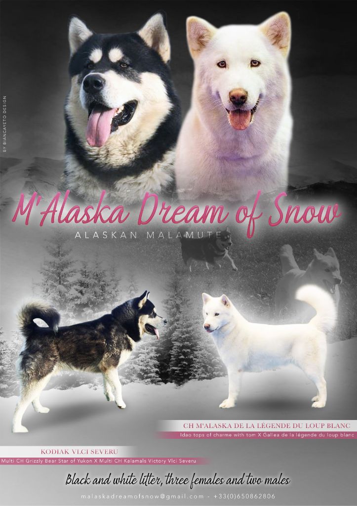 M'alaska Dream Of Snow - Alaskan Malamute - Portée née le 08/11/2019