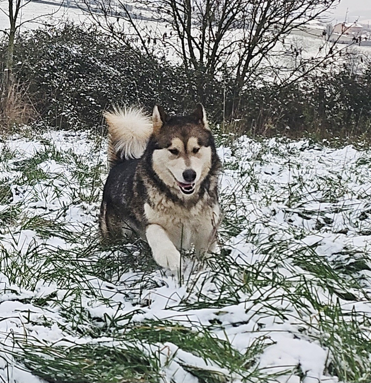 S'Yuma M'alaska Dream Of Snow