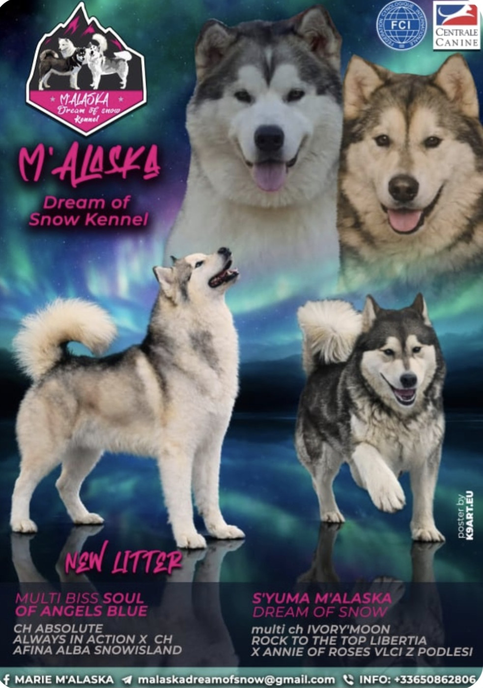M'alaska Dream Of Snow - Alaskan Malamute - Portée née le 05/04/2026