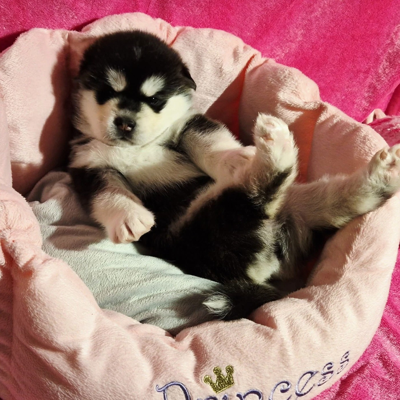 M'alaska Dream Of Snow - Chiots disponibles - Alaskan Malamute
